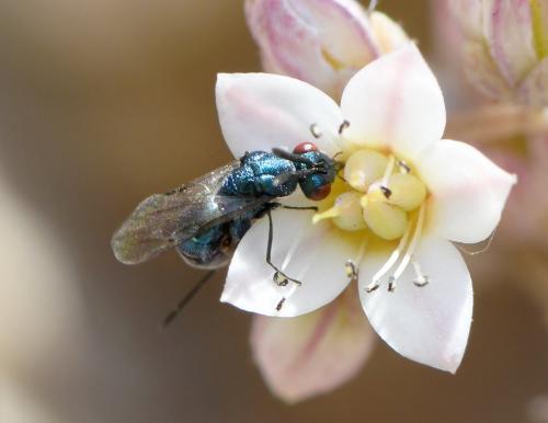 Réf. 284 182 : Chalcimerus borceai